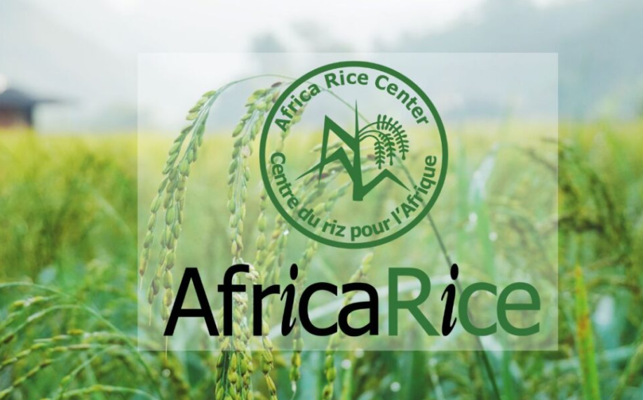 AfricaRice
